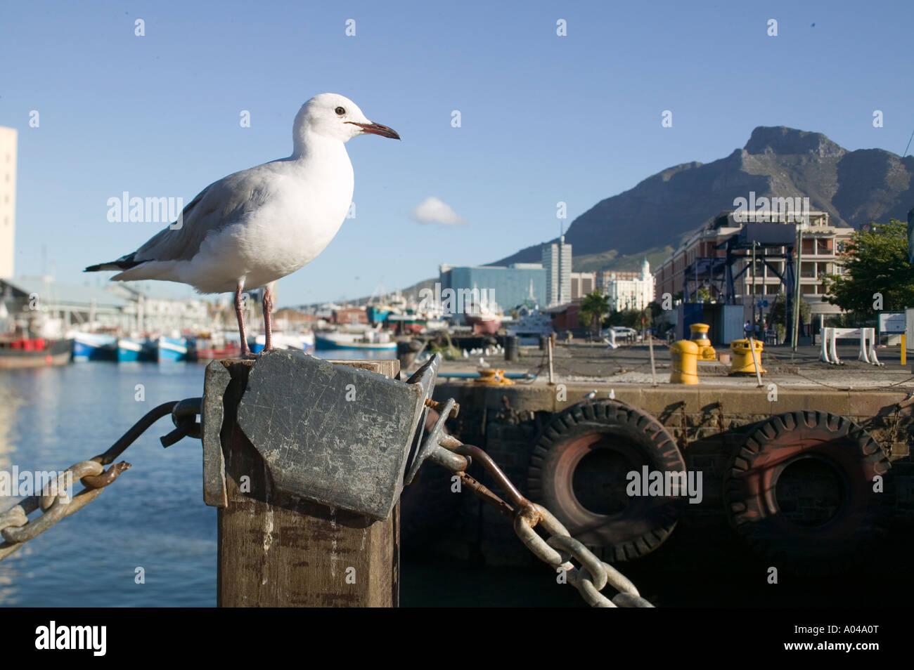 South Africa Cape Town Afternoon sun lights seagull along Victoria and Albert Waterfront along Table Bay Stock Photo