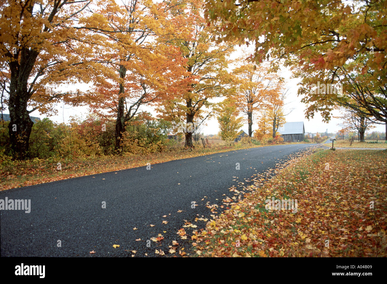 maple trees in fall Stock Photo - Alamy
