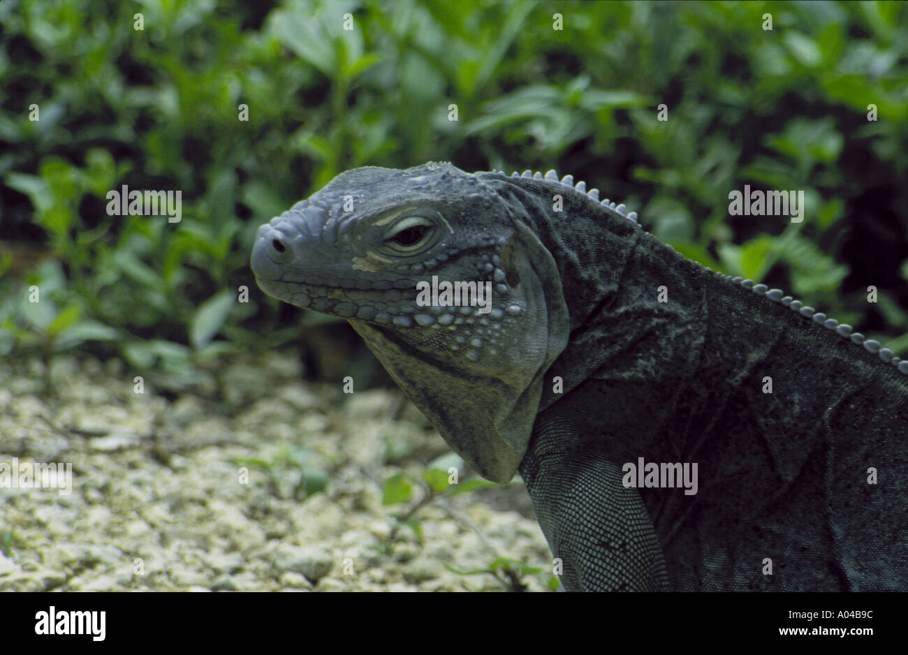 Blue Iguana Stock Photo