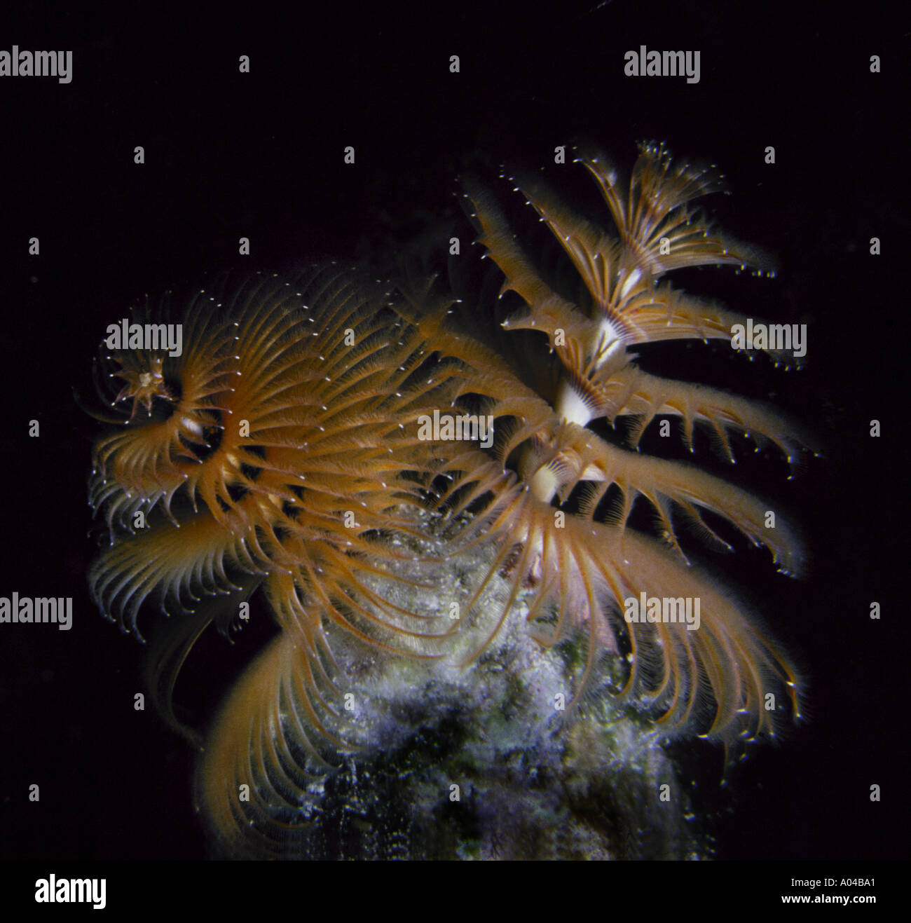 Christmas Tree Worm Stock Photo Alamy