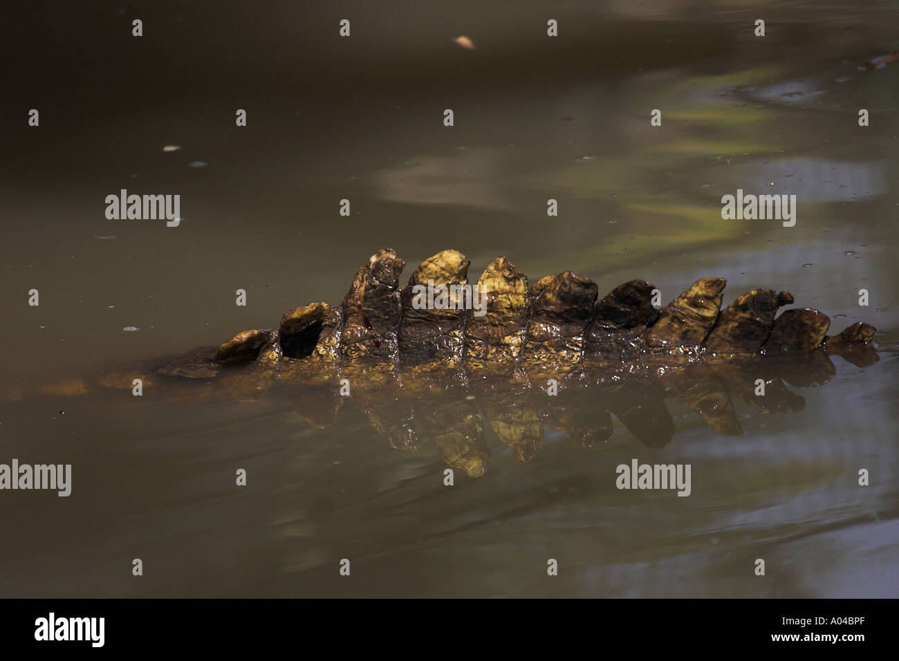 Tail of Nile Crocodile - Zambezi River, Zimbabwe Stock Photo