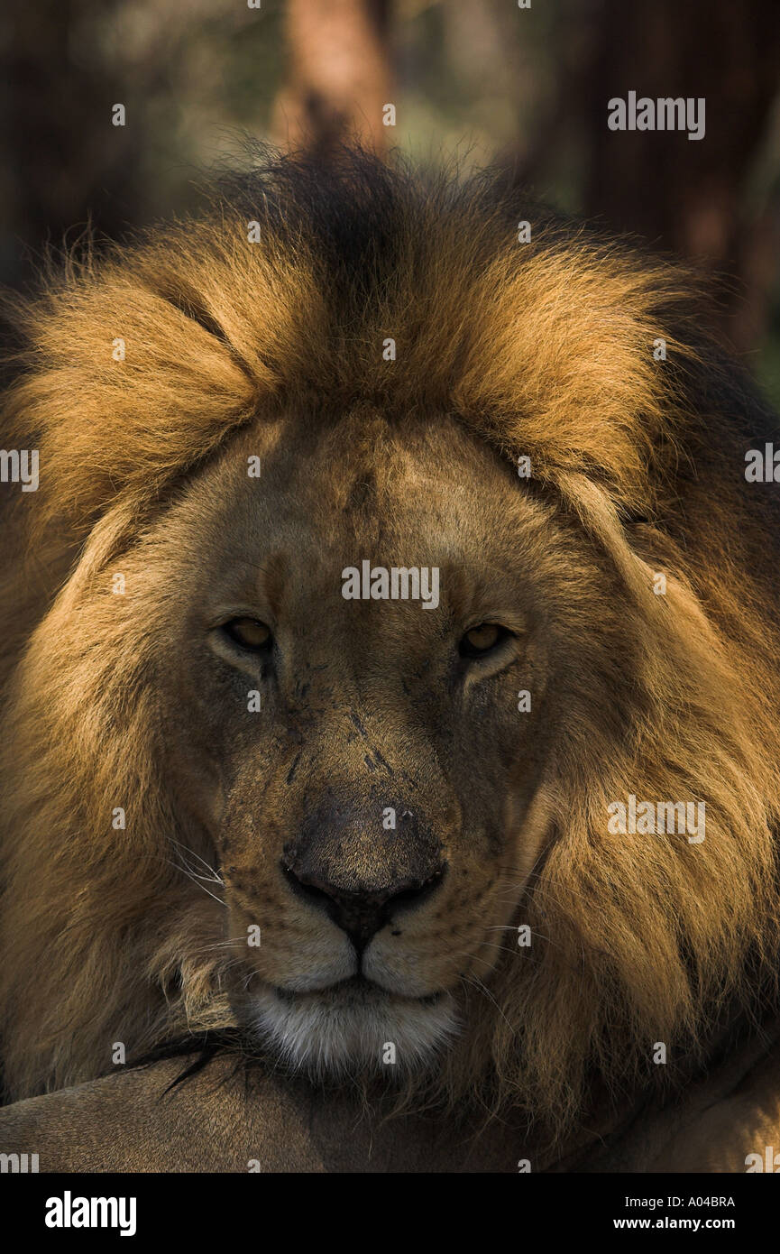 Male lion zimbabwe africa hi-res stock photography and images - Alamy