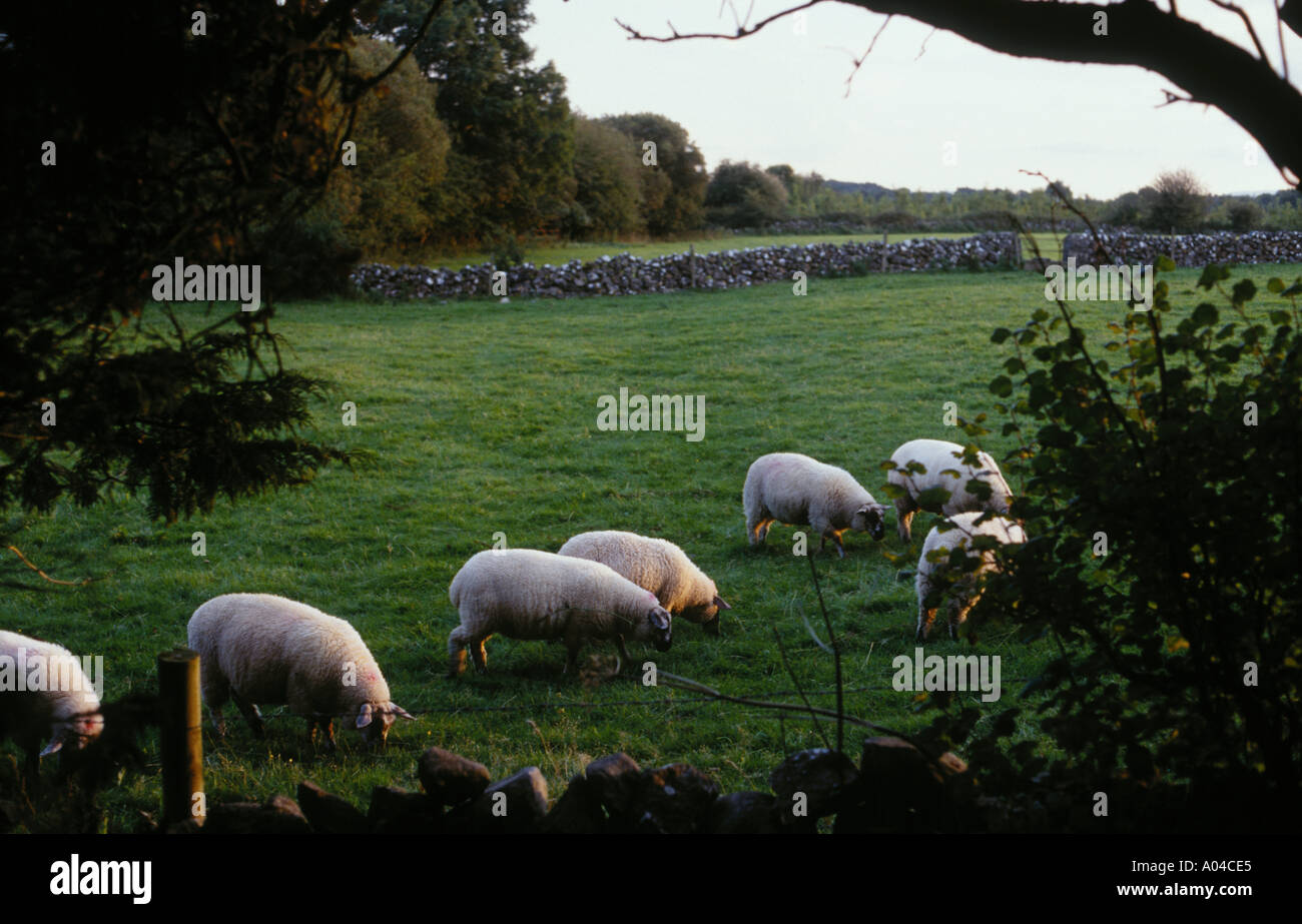 Sheep graze in an Irish field Stock Photo
