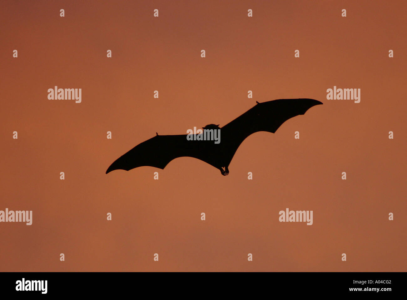 Silhouette of a fruit bat - Mahe, Seychelles Stock Photo