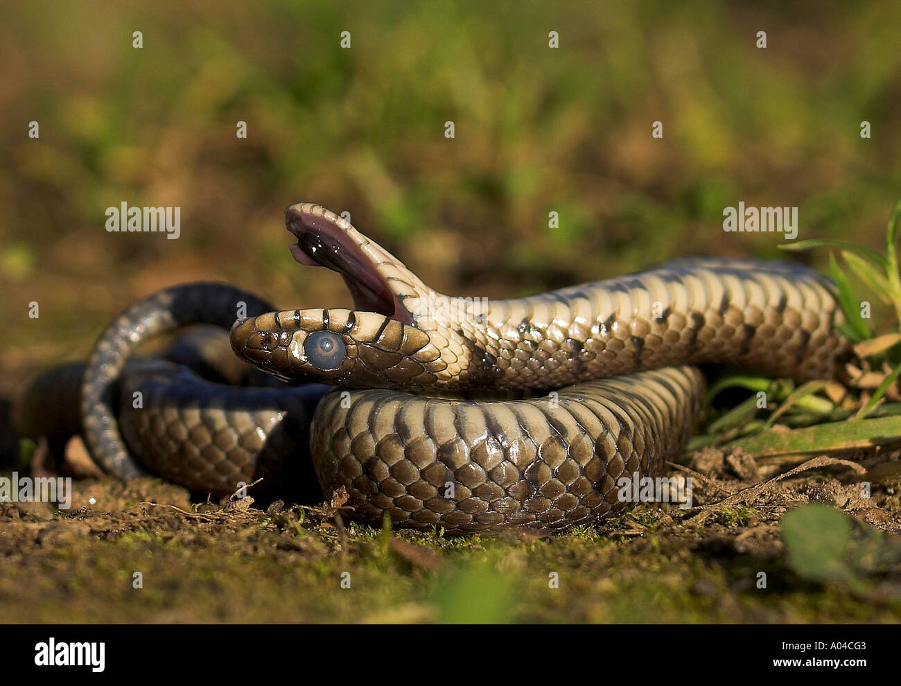 Grass snake feigning death - Kent, England, UK Stock Photo