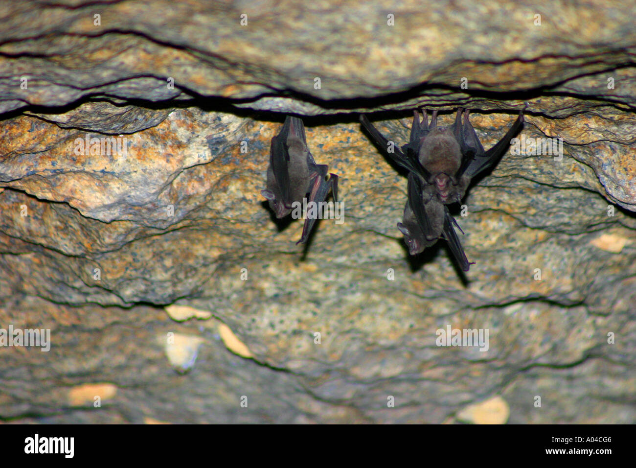 Coleura seychellensis hires stock photography and images Alamy