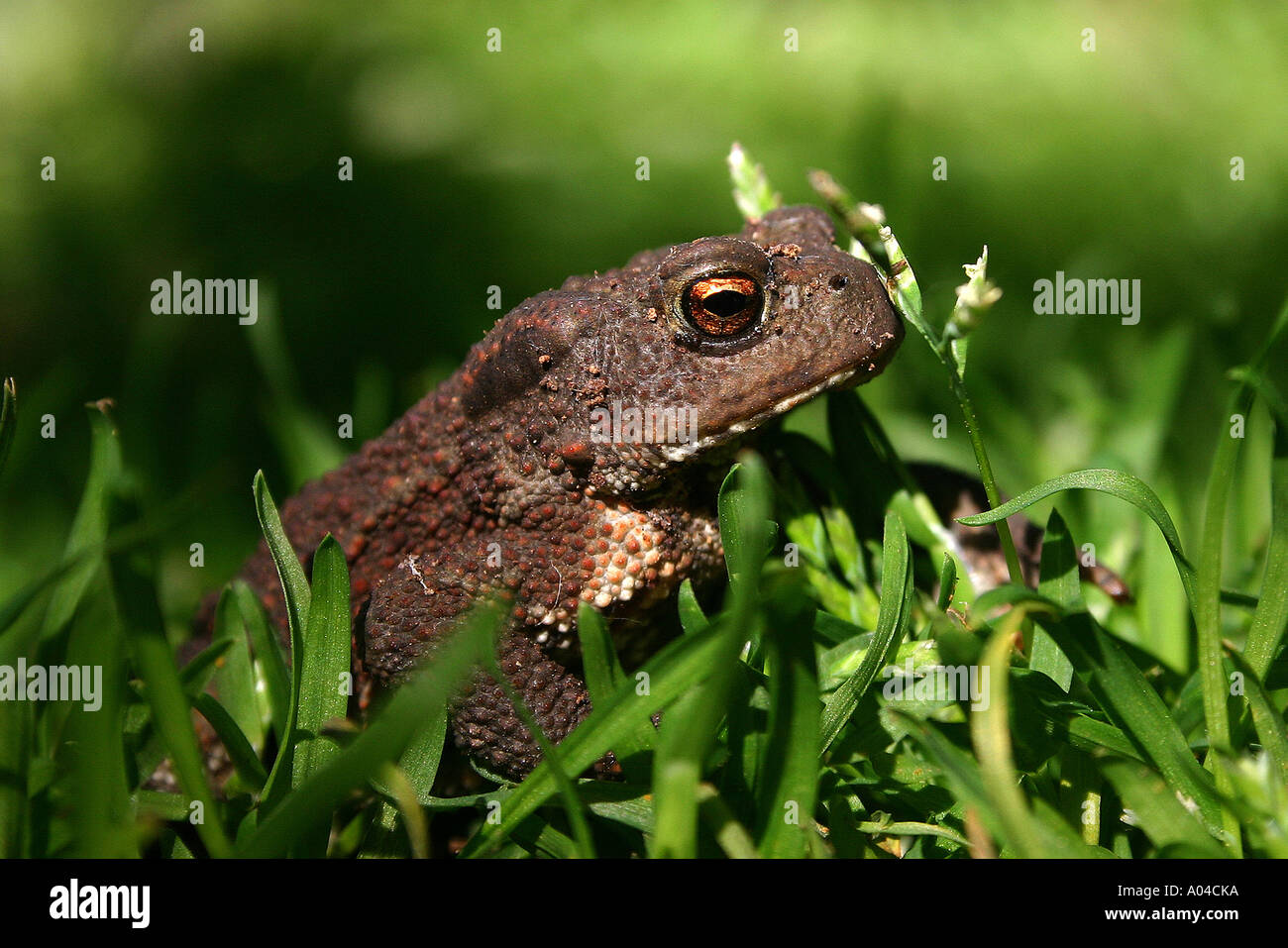Common Toad in Woodland - Surrey, UK Stock Photo