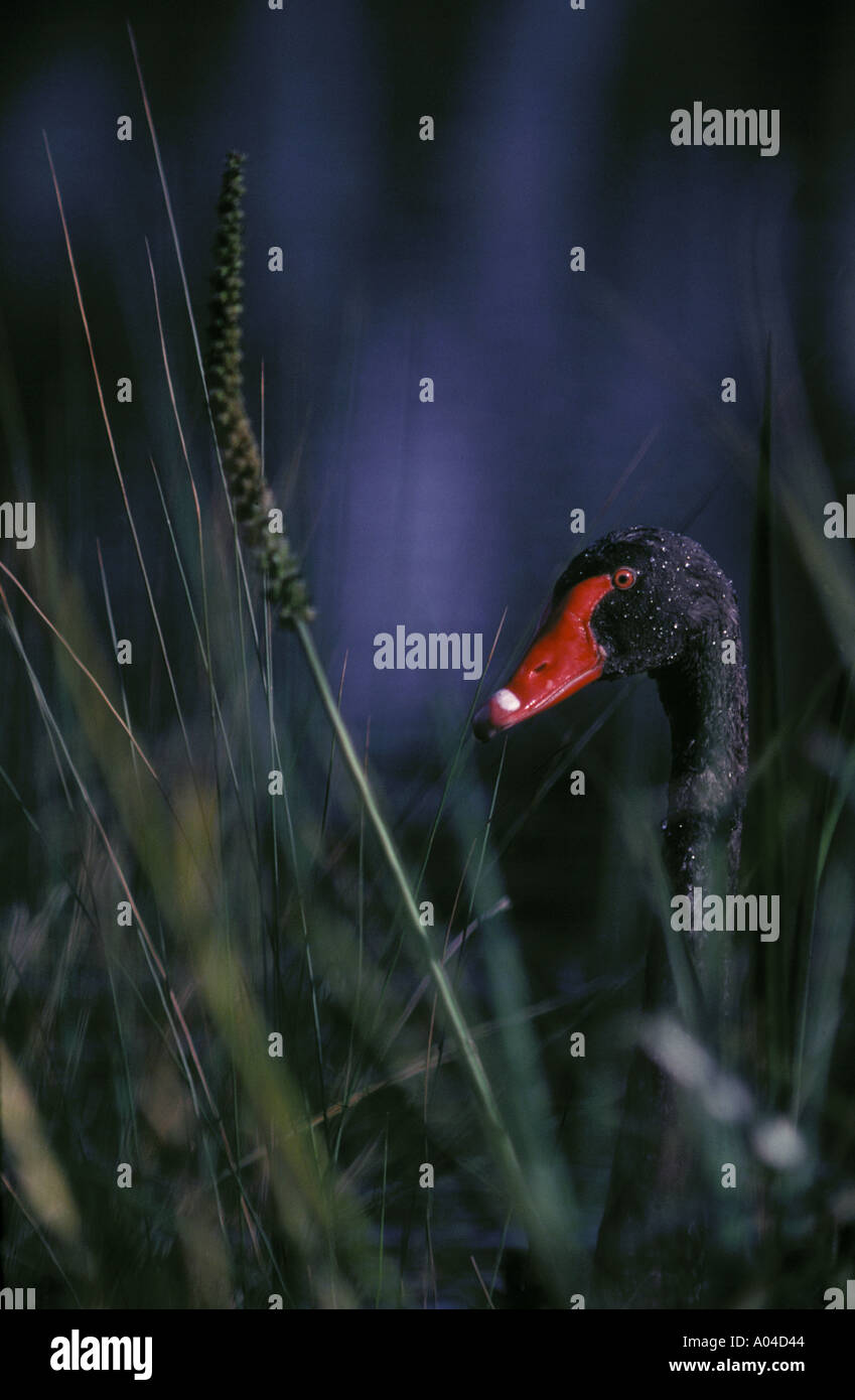 Black swan in reeds New Zealand Stock Photo