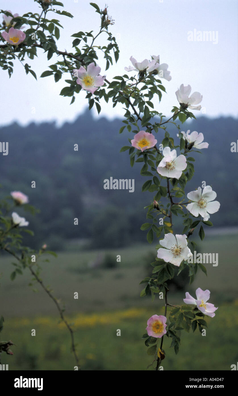 Dog rose Rosa canina in the English countryside Stock Photo