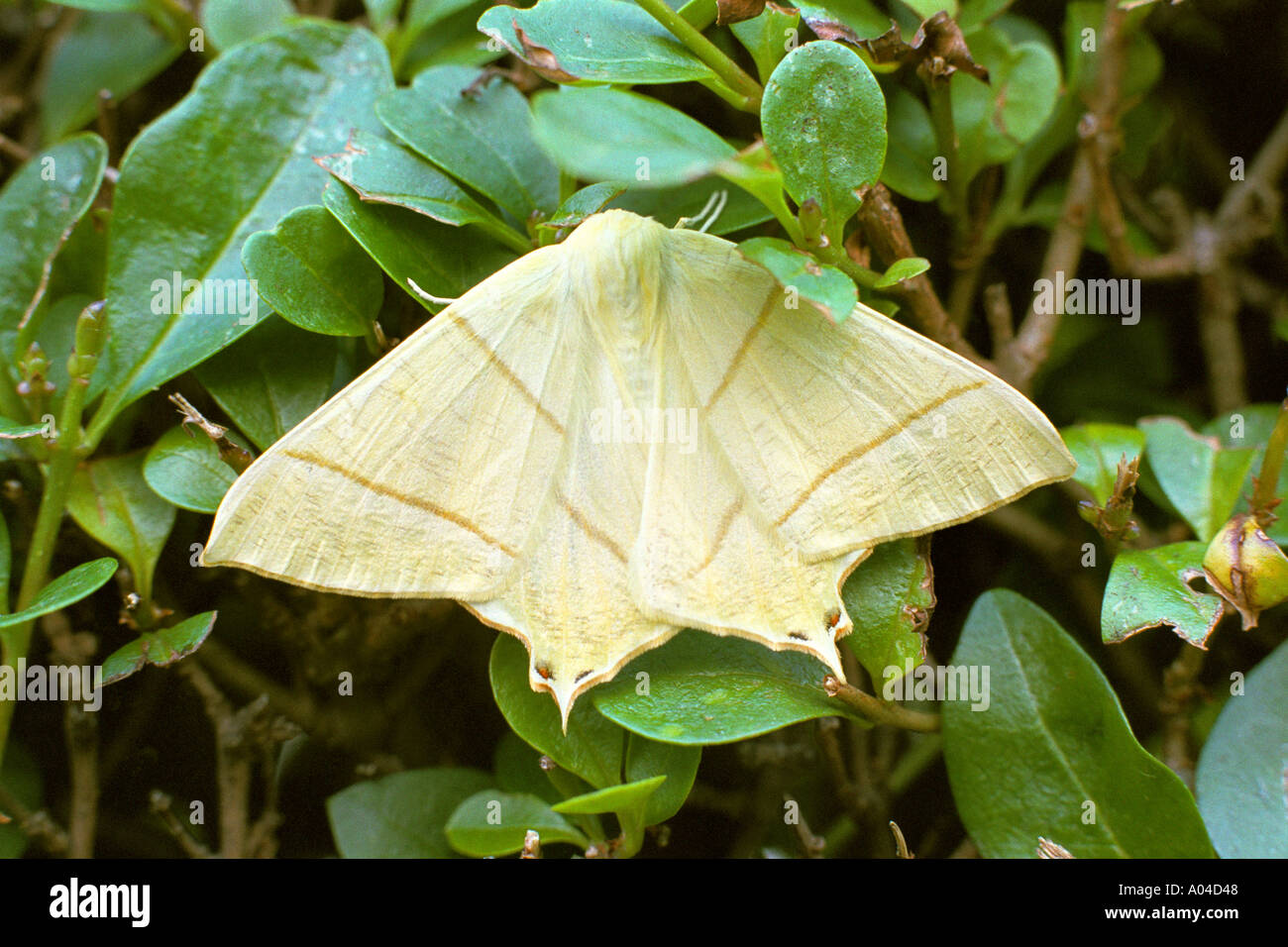 Swallow-tailed Moth  Ourapteryx sambucaria Stock Photo