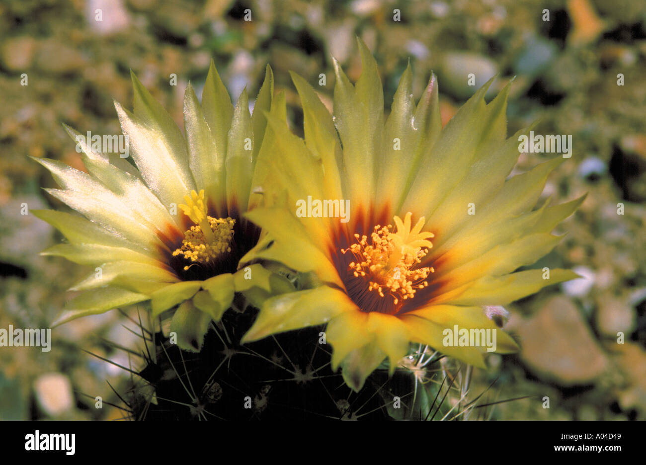 Hamatocactus setispinus in flower Stock Photo