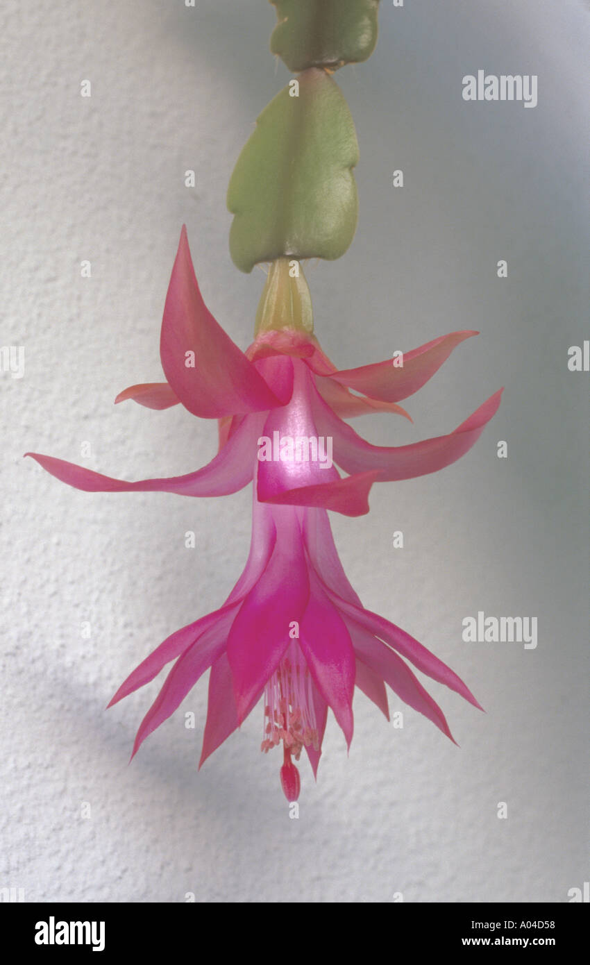 Flower of Schlumbergera Christmas cactus Stock Photo