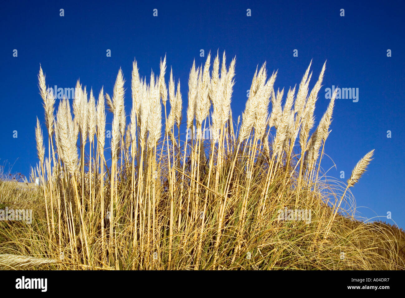 Common reeds Phragmites australis against blue sky Stock Photo - Alamy
