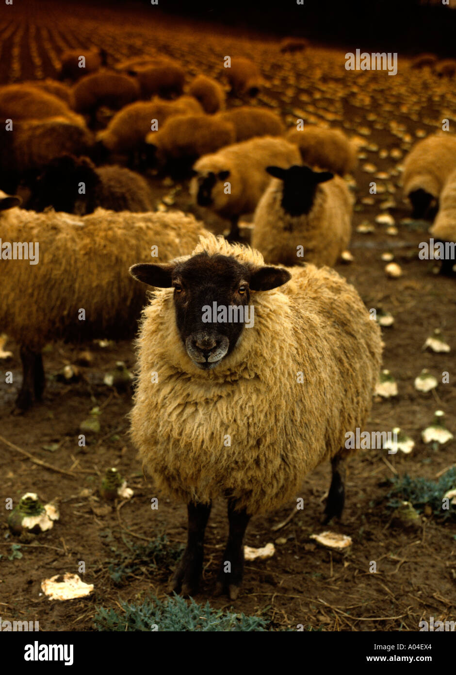 Cotswold sheep isolated hires stock photography and images Alamy