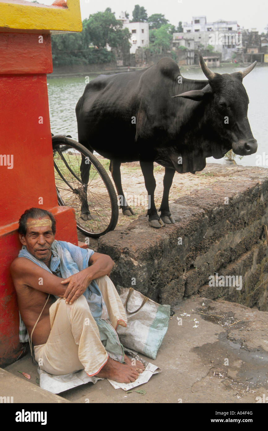 India Orissa Bhubaneswar brahmin man holy cow Stock Photo