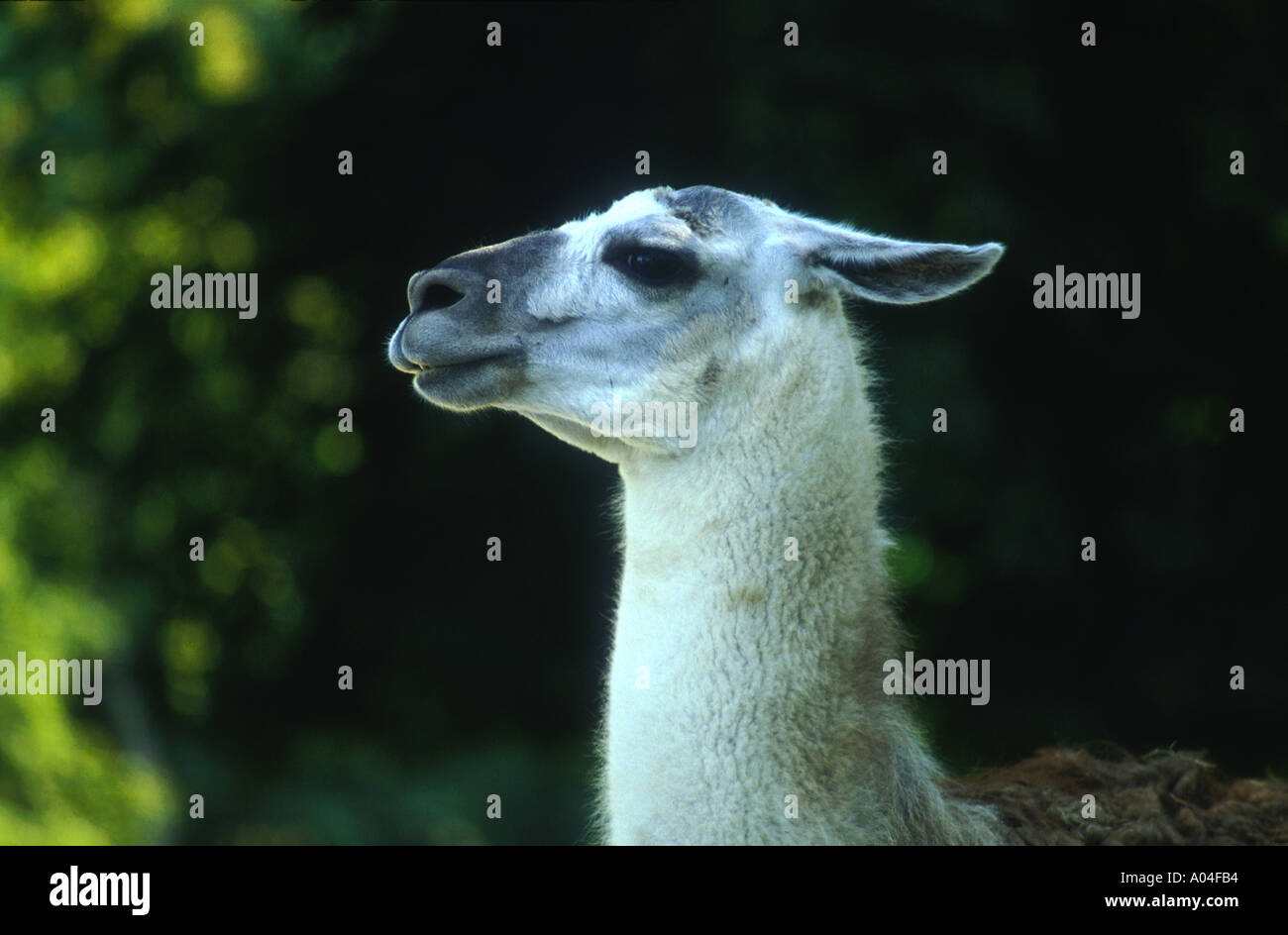 llama Stock Photo