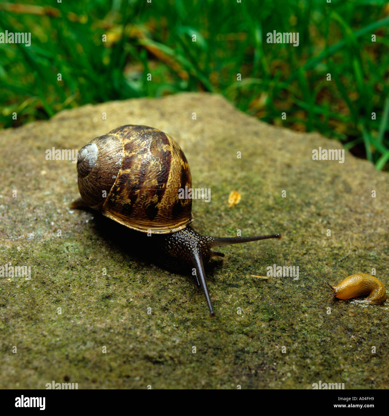 garden pests snail and slug Stock Photo