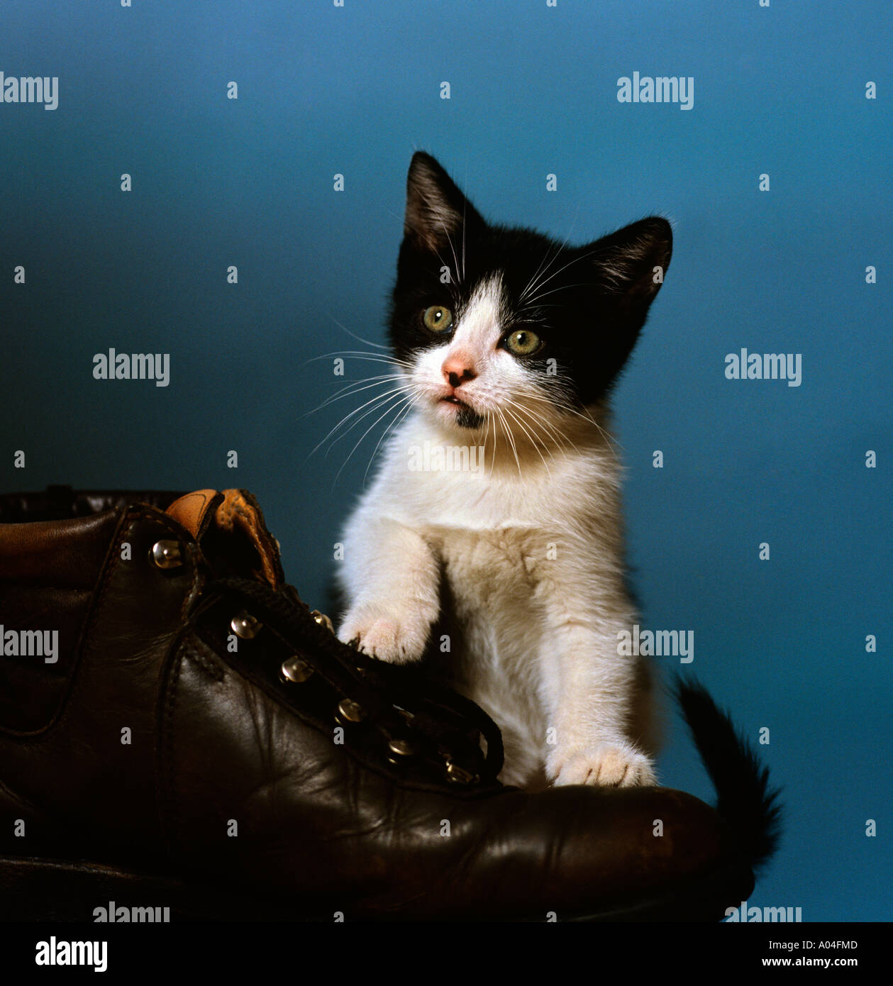 Animals pet cat and hiking boot Stock Photo Alamy