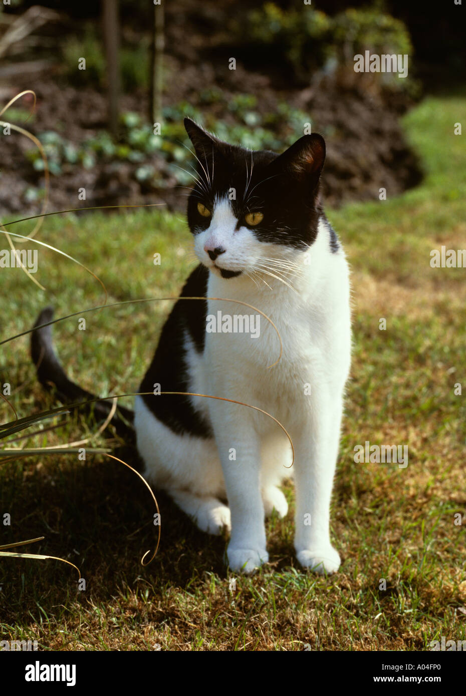 Animals black and white cat in Garden Stock Photo - Alamy