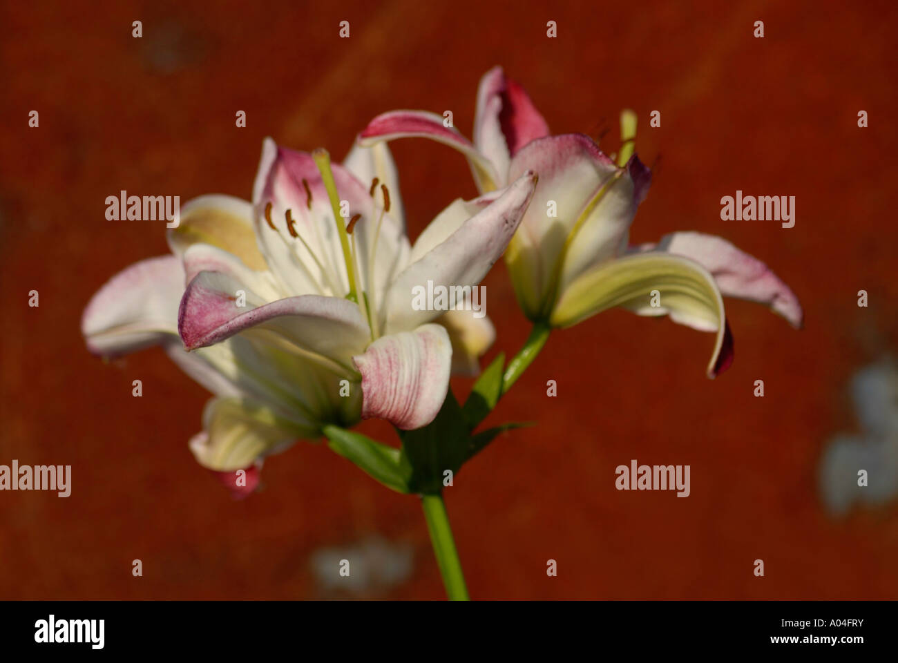At 2746 hi-res stock photography and images - Alamy