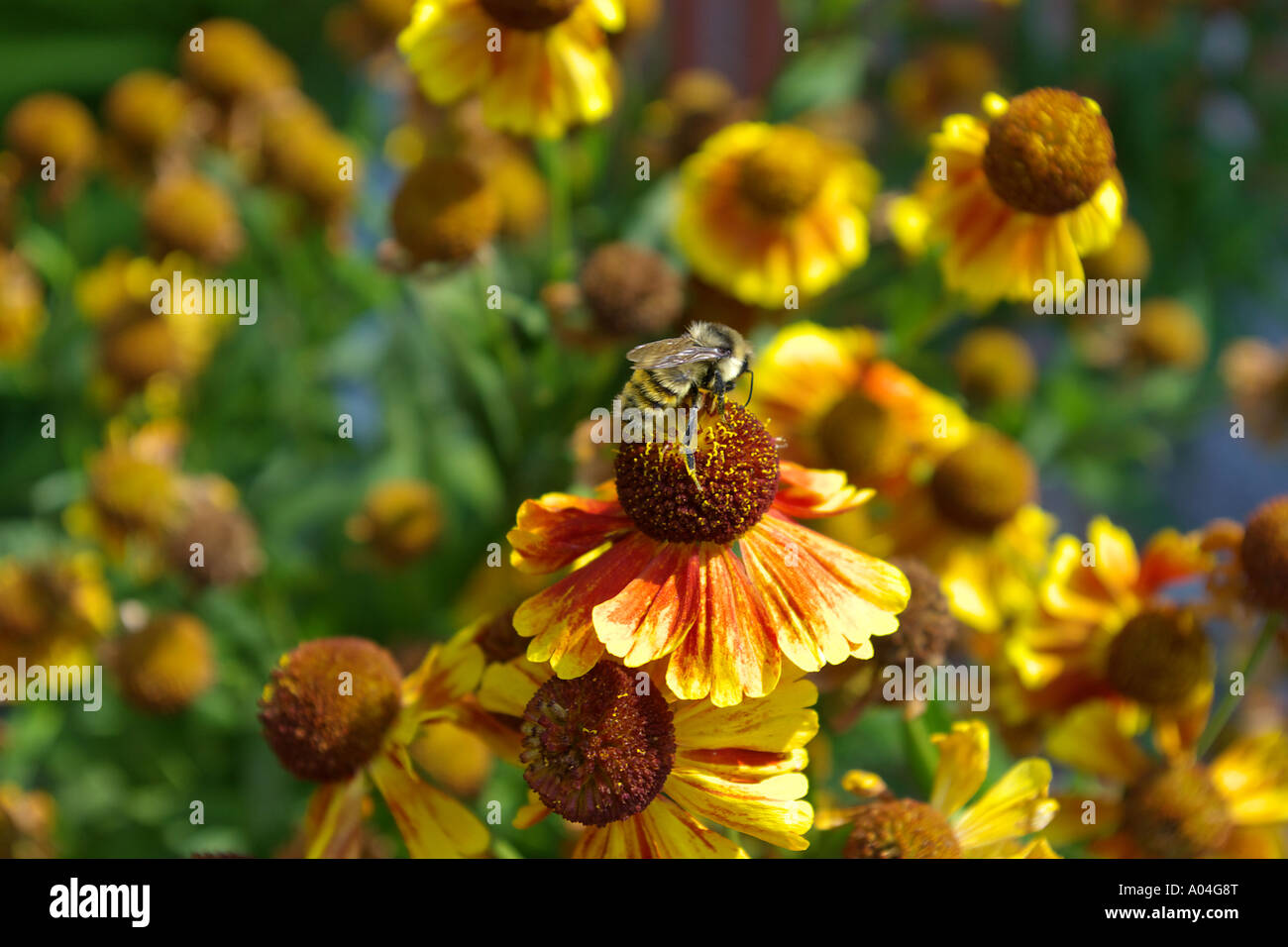 Bumble Bee collecting nectar and pollen on sneezeweed flowers Stock