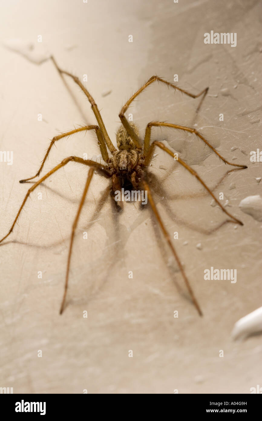 Giant House Spider Stock Photo Alamy