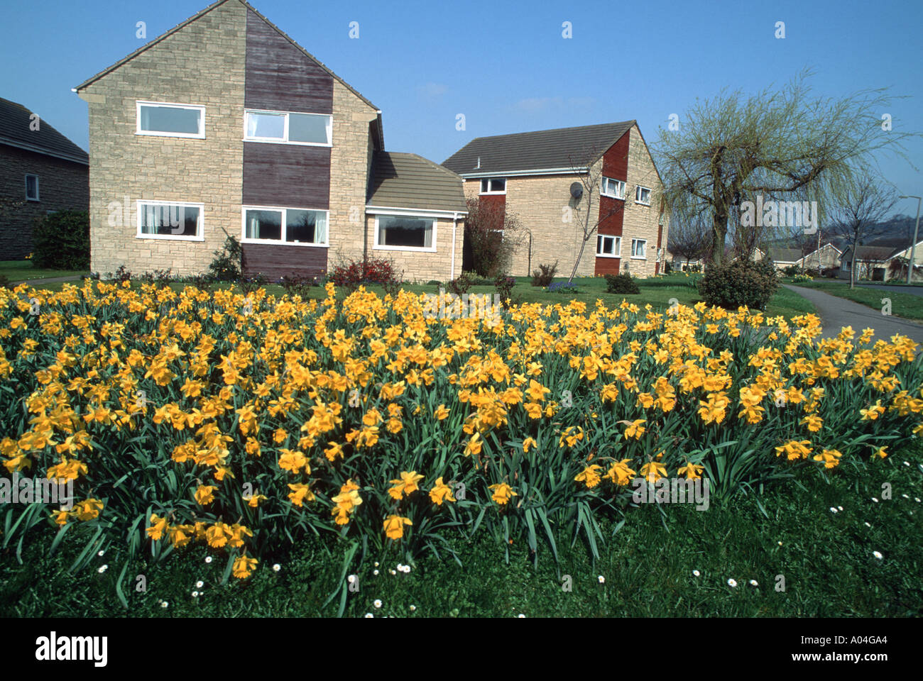 Daffodils in bloom on roadside verge near new housing estate