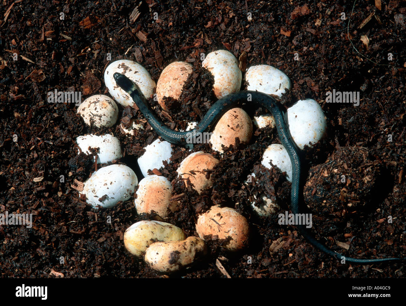 Snake eggs hatching hires stock photography and images Alamy
