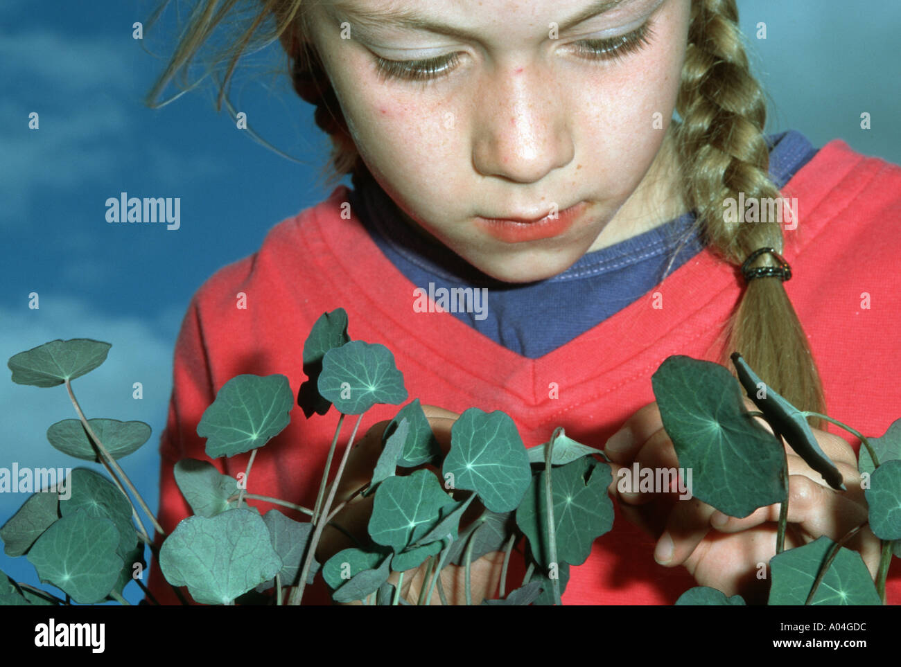 Jessica looking for cabbage white caterpillars on underside of nasturtium leaves Cotswolds UK Stock Photo