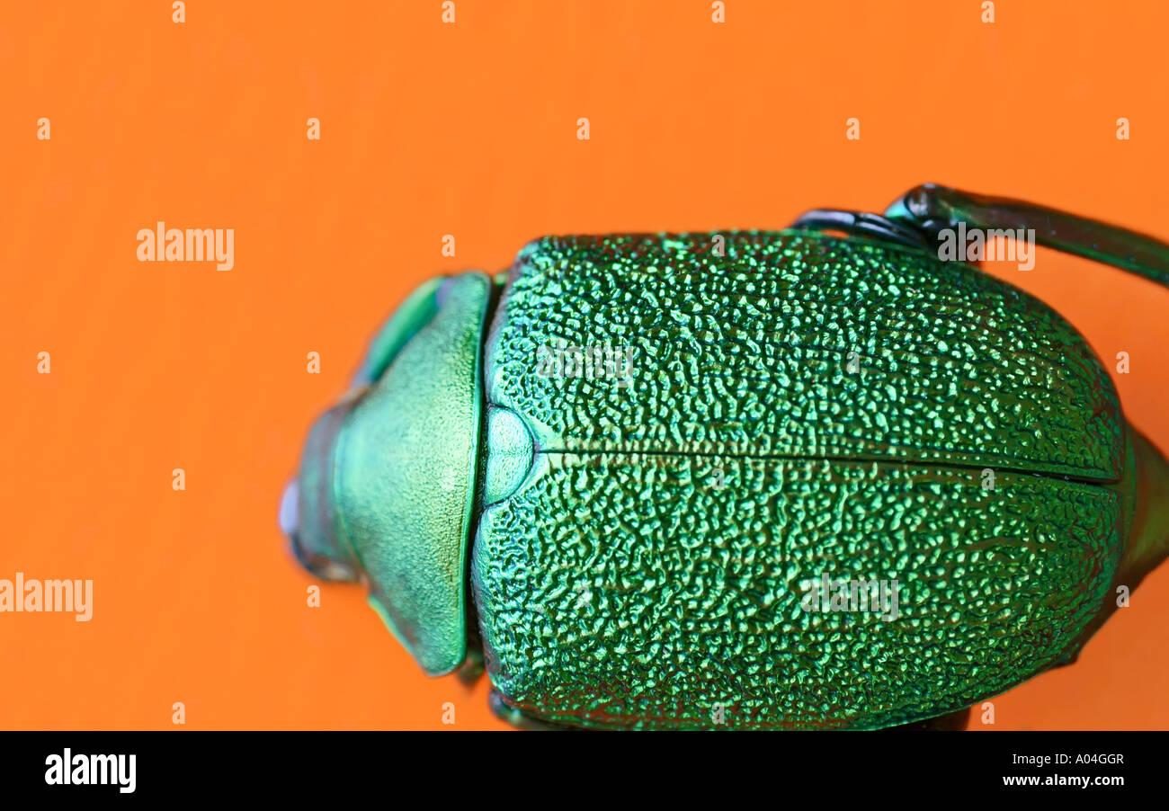 Shining Leaf Chafer Beetle (Chrysophora chrysochlora) Stock Photo