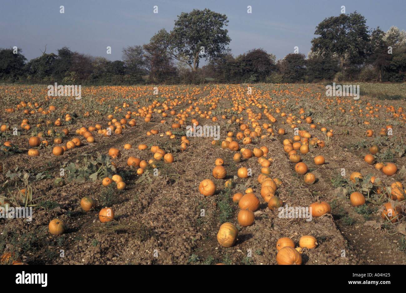 Ripe crop of Pumpkins laying in field awaiting collection Stock Photo ...