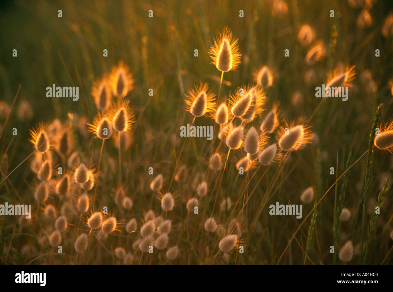 Hares Tails in evening light Stock Photo