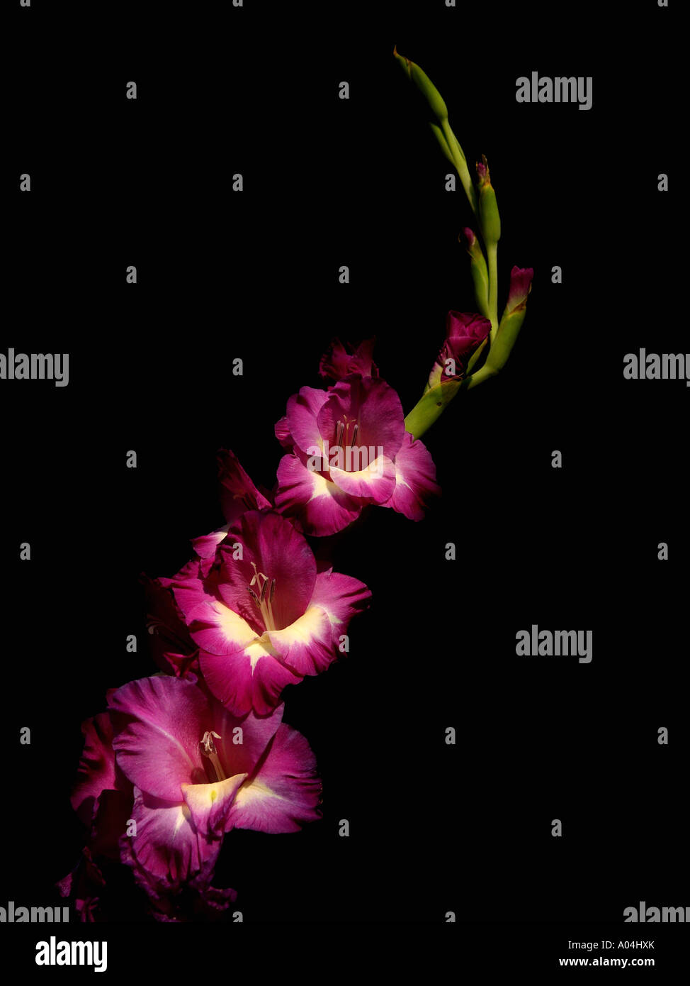 Pink and White Gladiolus Stock Photo - Alamy