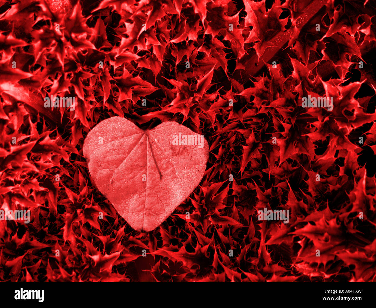 My heart in the Thorns Stock Photo Alamy