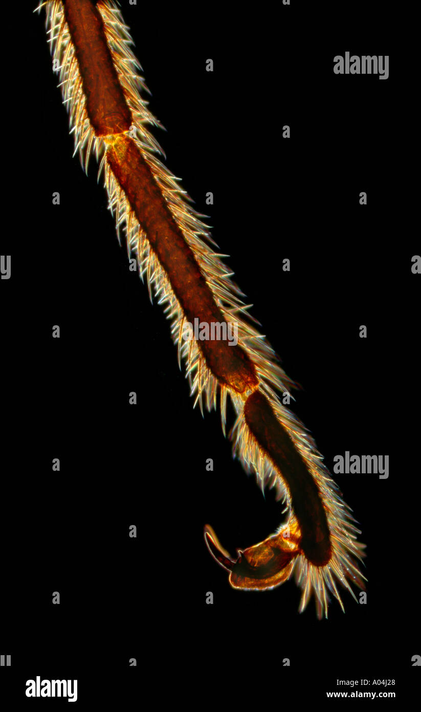 Crane fly foot photomicrograph Stock Photo