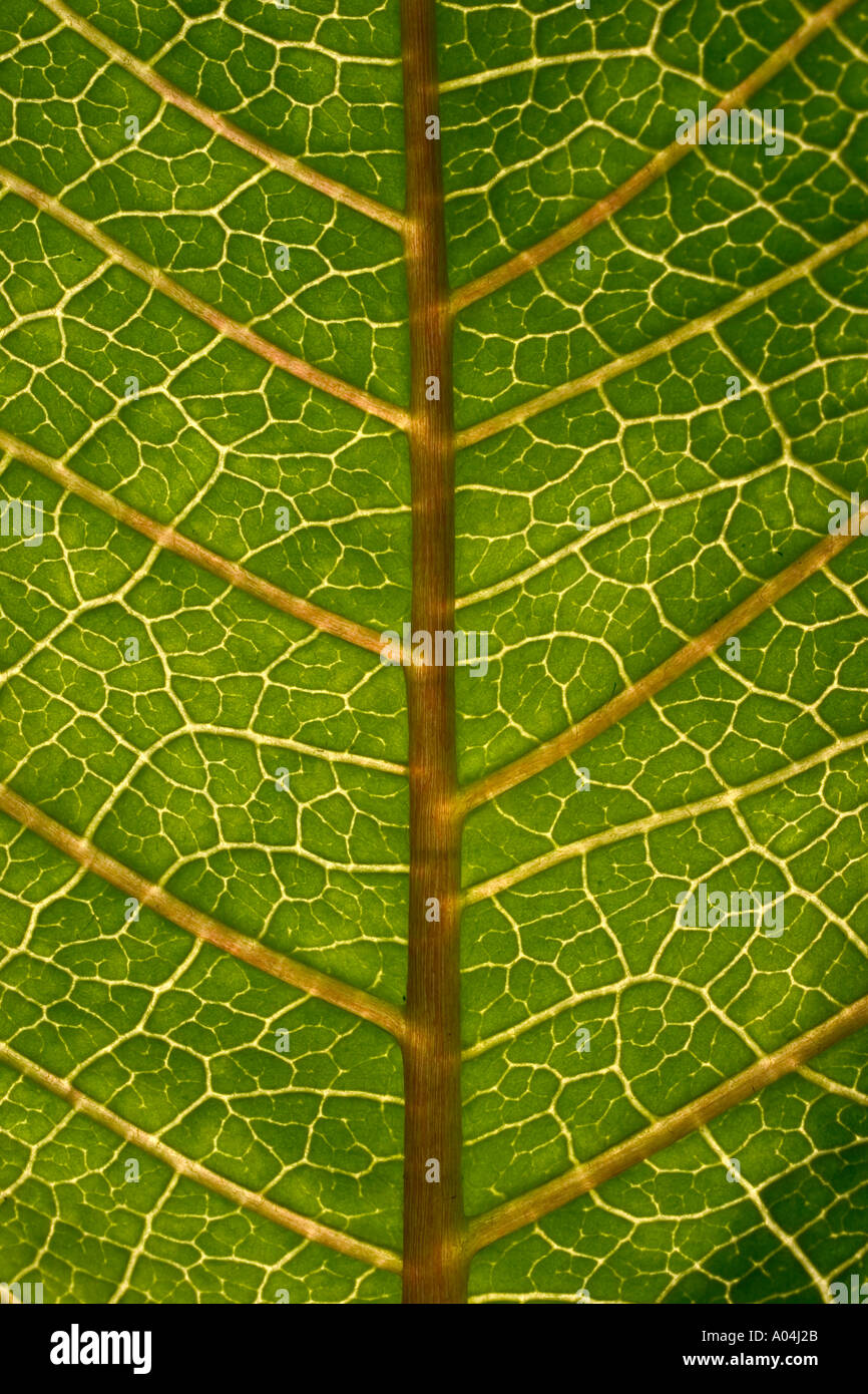 backlit leaf structure showing veins Stock Photo