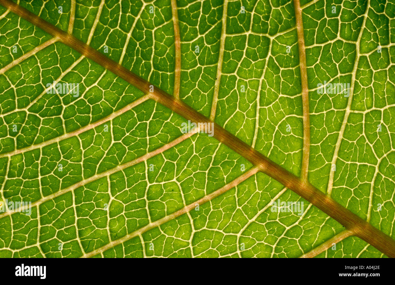 Macro close up, back-lit green leaf structure showing veins Stock Photo