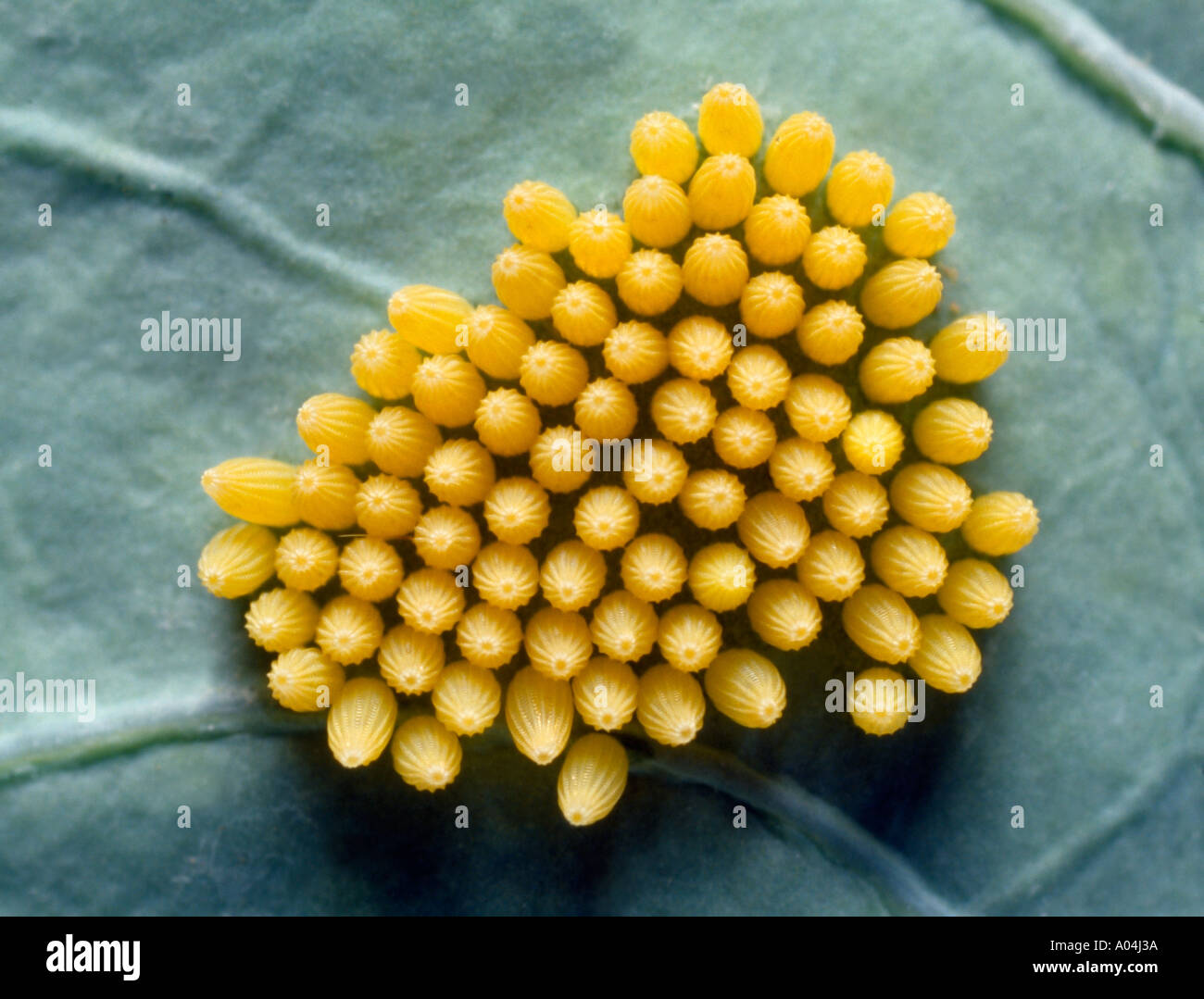 Butterfly eggs of cabbage white Pieris rapae Stock Photo Alamy