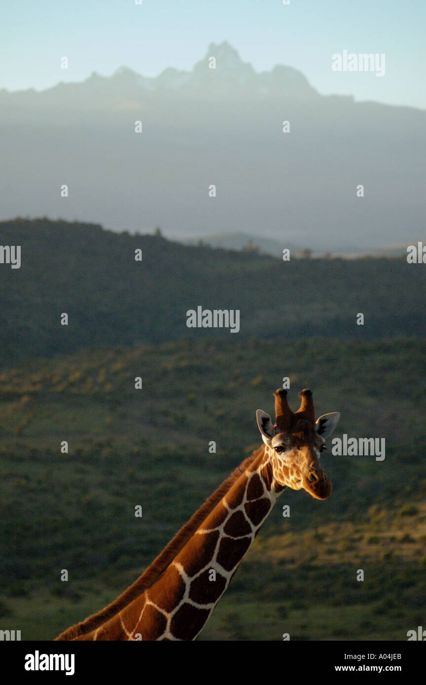 Reticulated giraffe on the plains below Mt Kenya Stock Photo