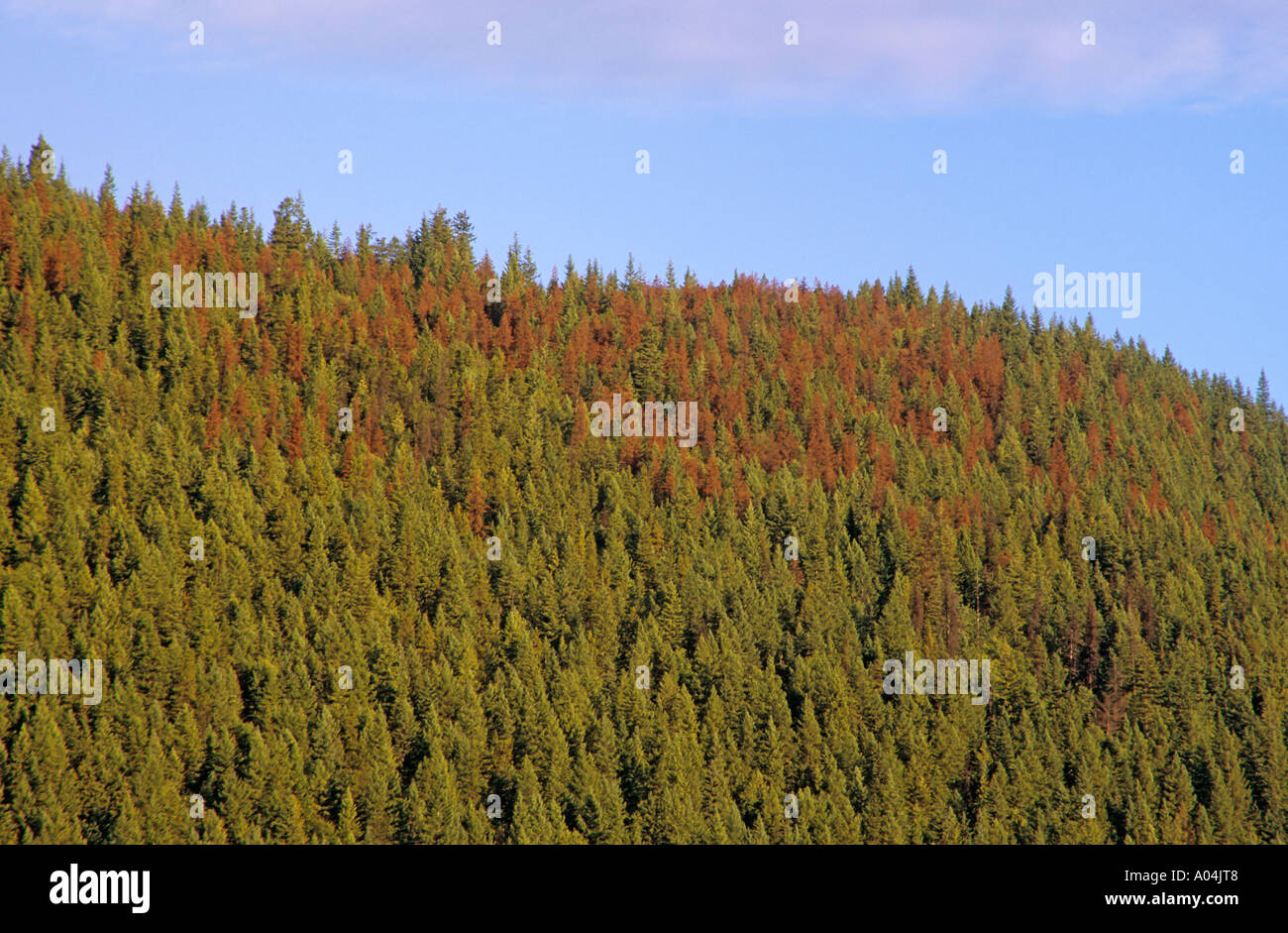 Pine forest infested with mountain pine beetle Quesnel lake British Columbia Stock Photo