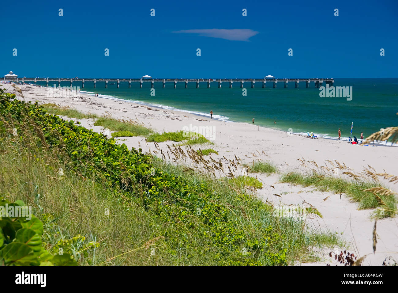 Juno Beach Pier Juno Beach one of the most productive sea turtle