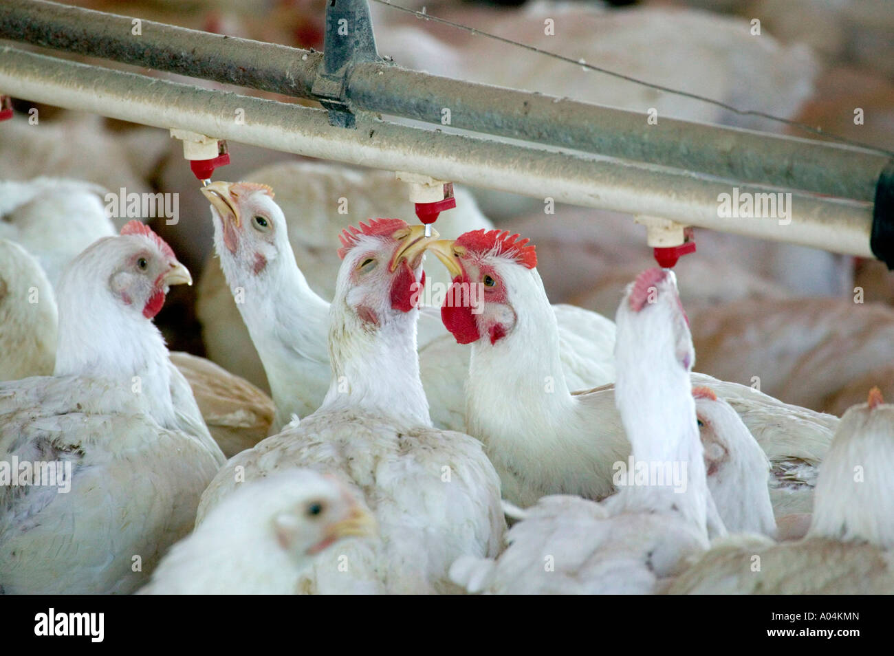 Poultry farm united states hires stock photography and images Alamy