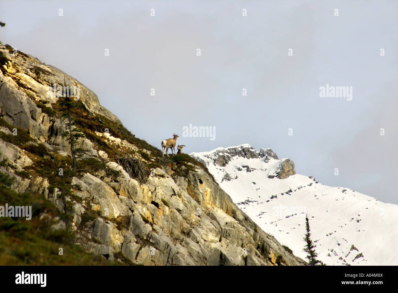 38,982.07696 Rocky Mountain Bighorn Sheep -- At Home in the High Country standing watch over the mountains and valley below. Stock Photo