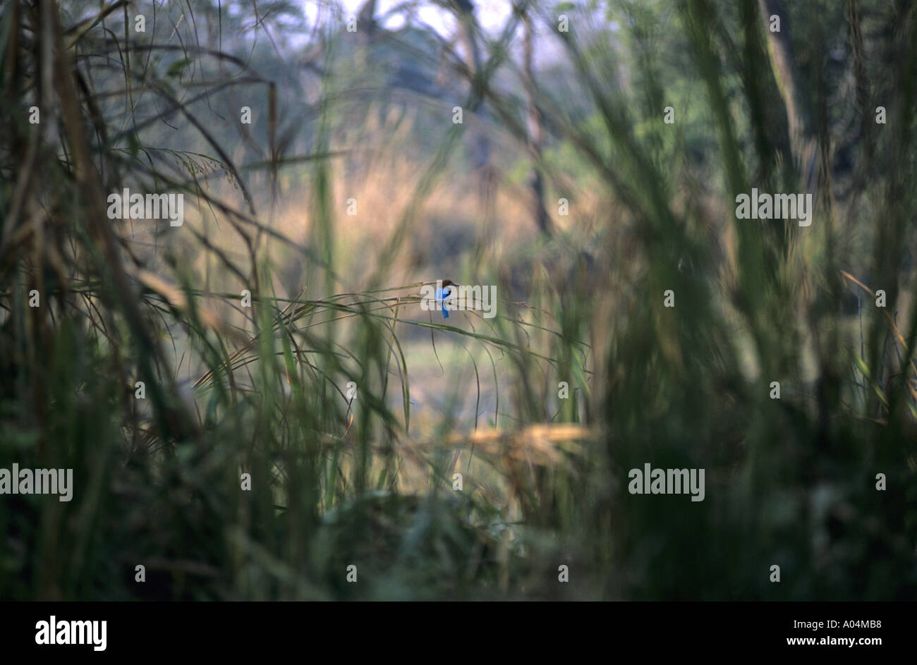 Kingfisher in Bamboo Trees in Nepal Stock Photo Alamy
