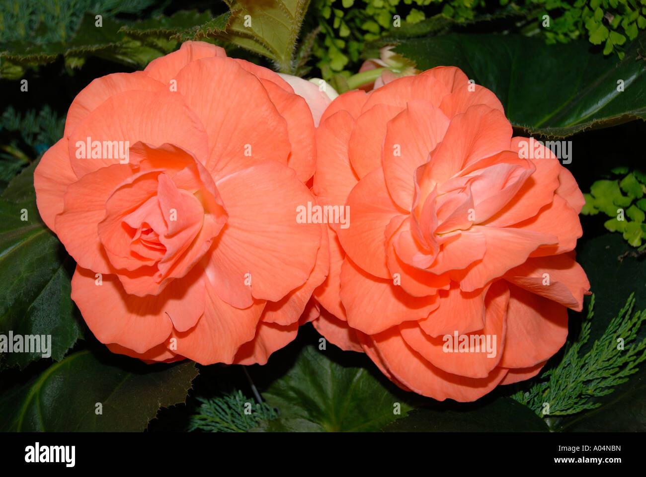 Bright Orange Tuberous Begonia (Begonia) Stock Photo
