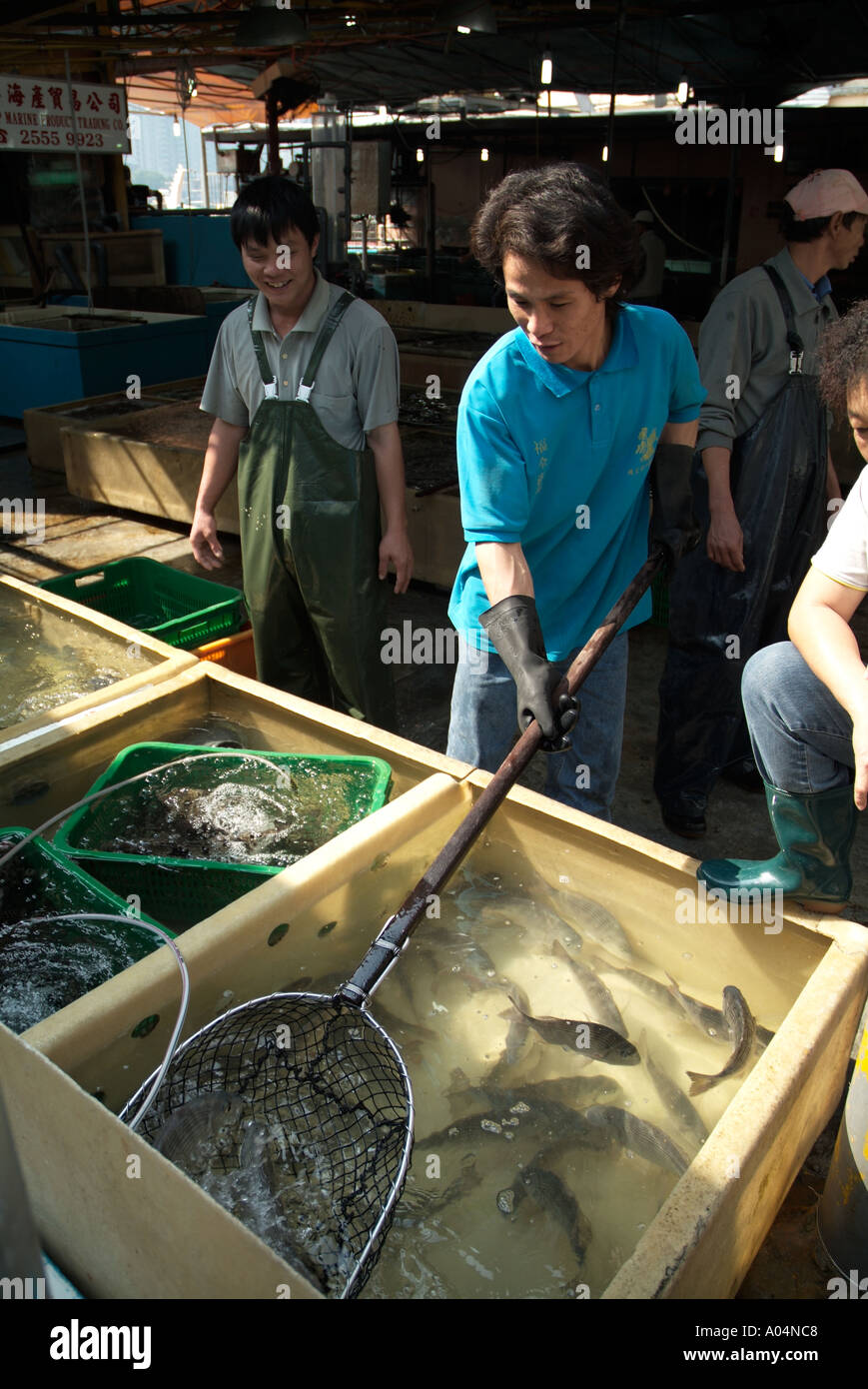 dh Fish market worker ABERDEEN HONG KONG Chinese fishmonger with net selecting fresh fish from water tanks old china Stock Photo