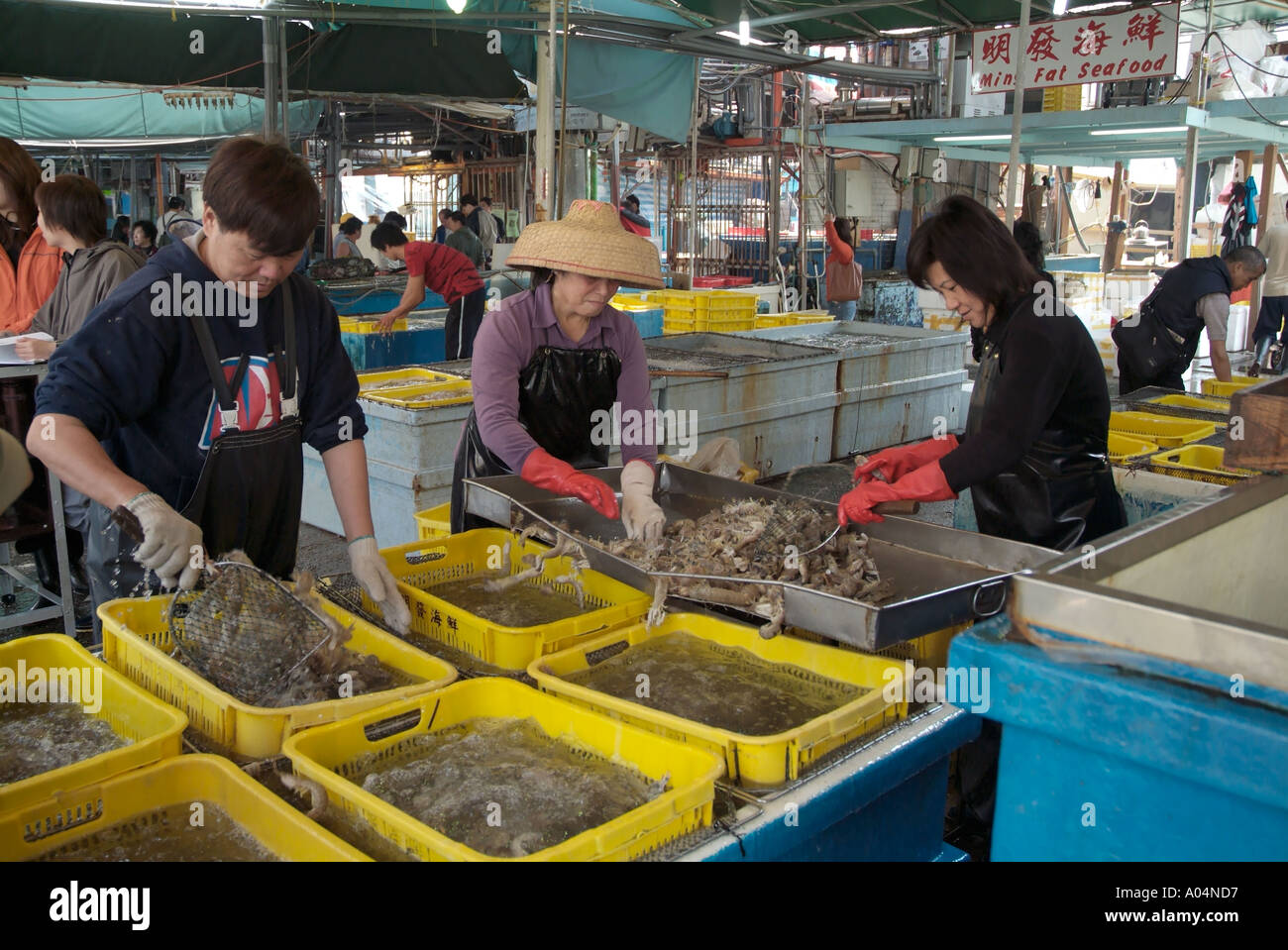 dh Fish market ABERDEEN HONG KONG Chinese women and man grading fresh seafood prawns Stock Photo
