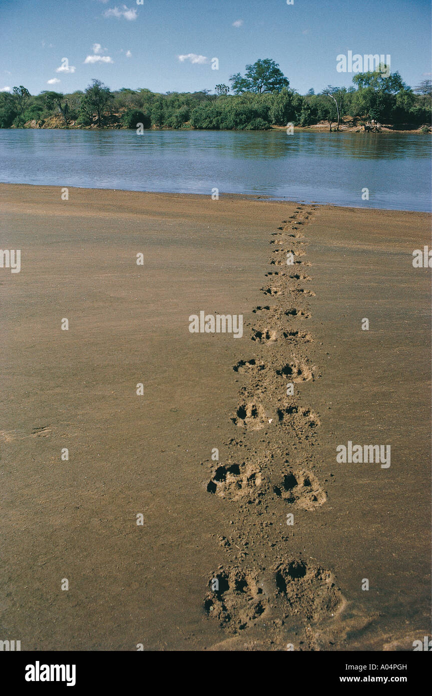 Hippo footprints leading tana river hires stock photography and images