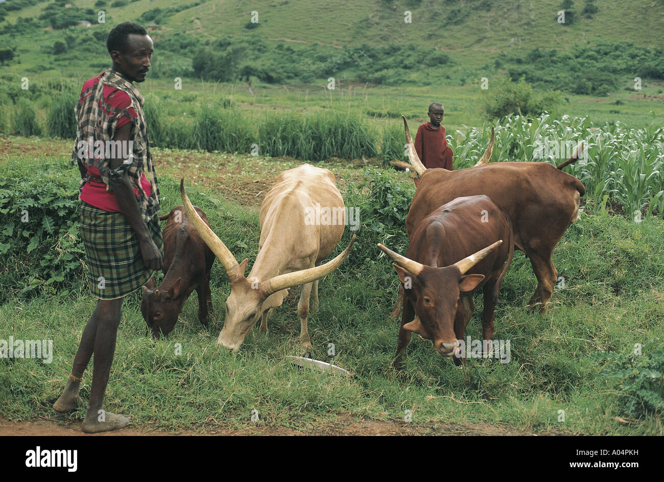 Herder with Ankole cattle grazing in Rwanda Stock Photo - Alamy