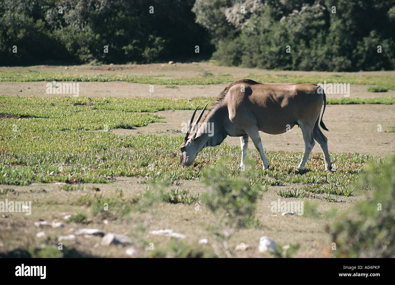 Cape Eland grazing at De Hoop National Reserve Cape Overberg South Africa Stock Photo